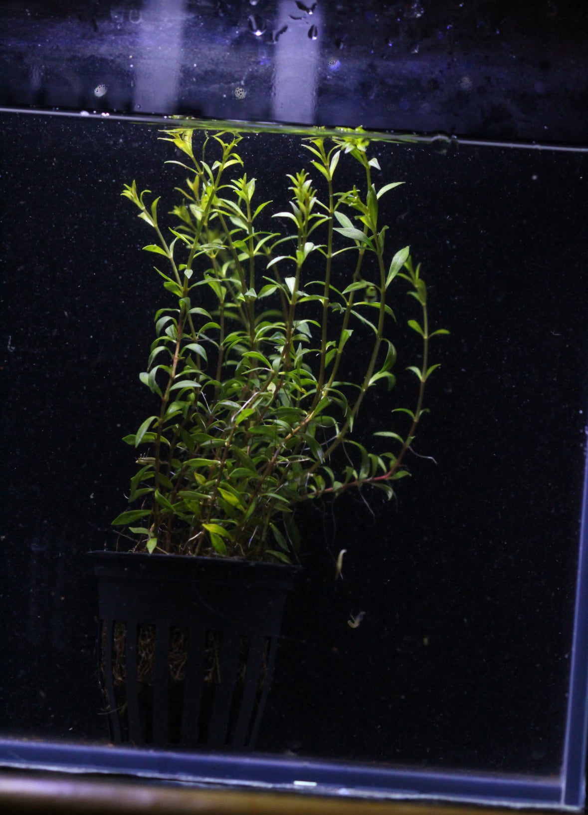 Aquatic plants