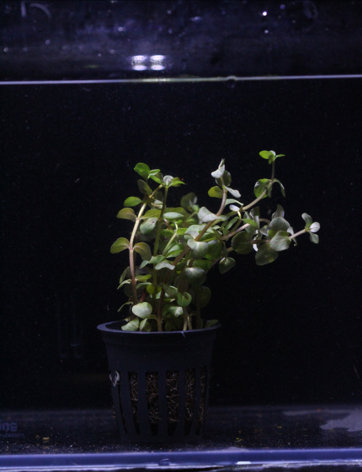 Aquatic plants