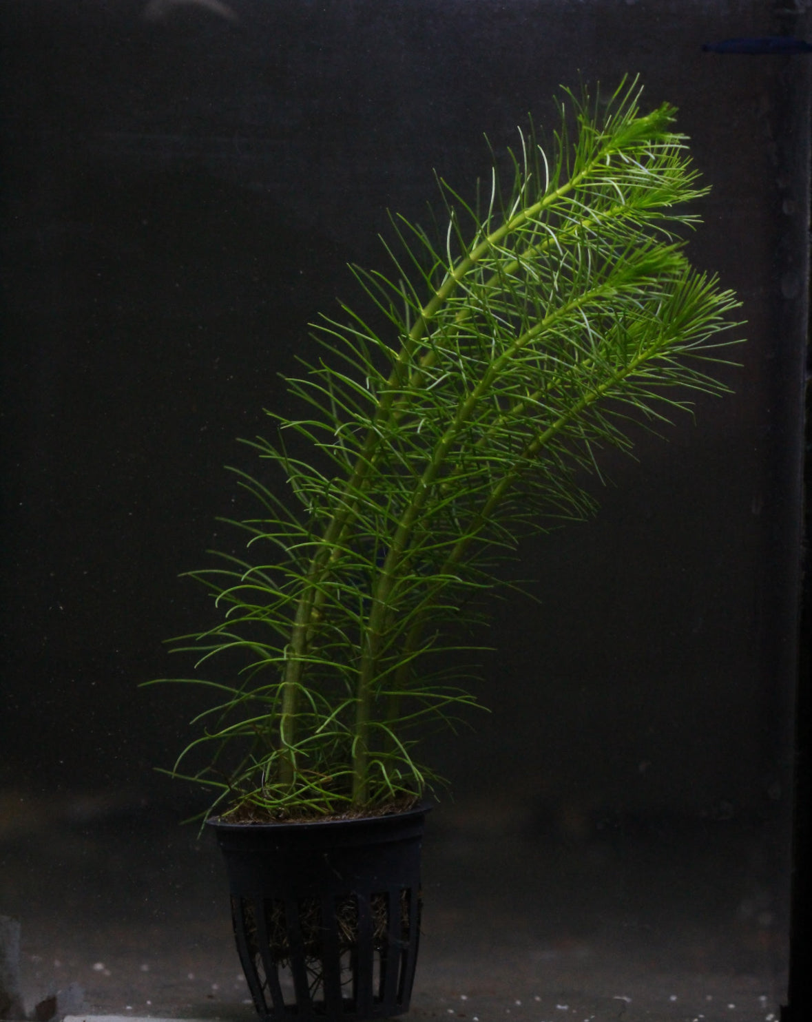 Aquatic plants