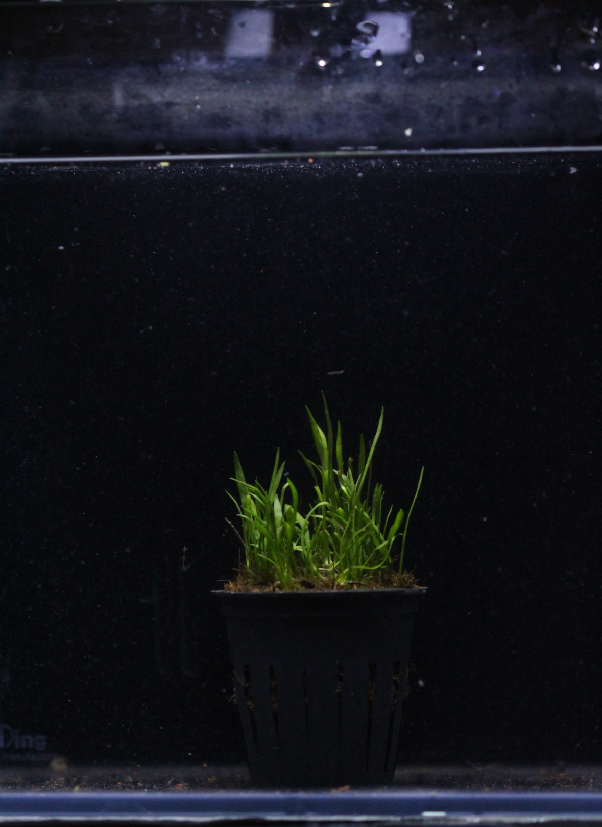 Aquatic plants