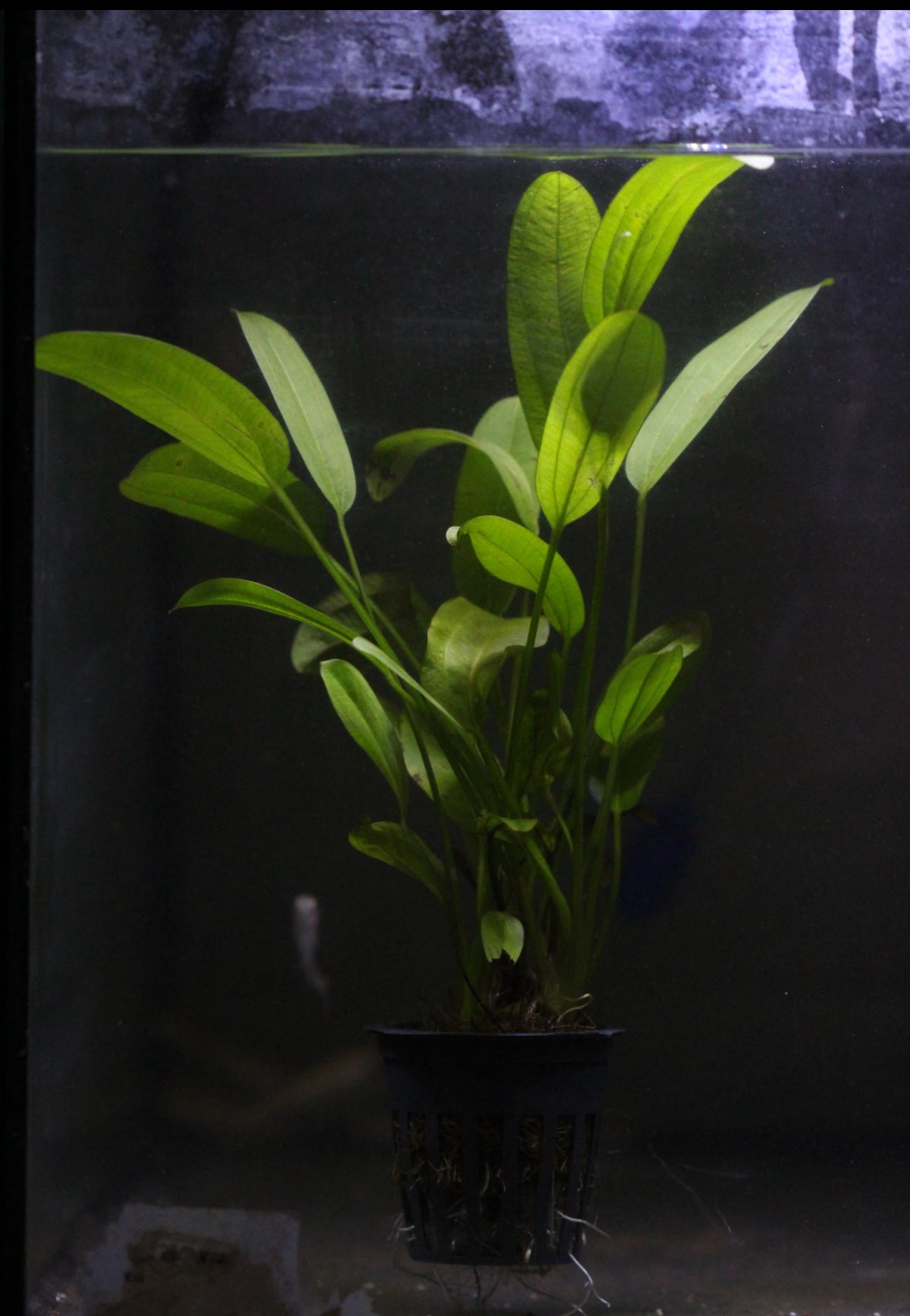 Aquatic plants