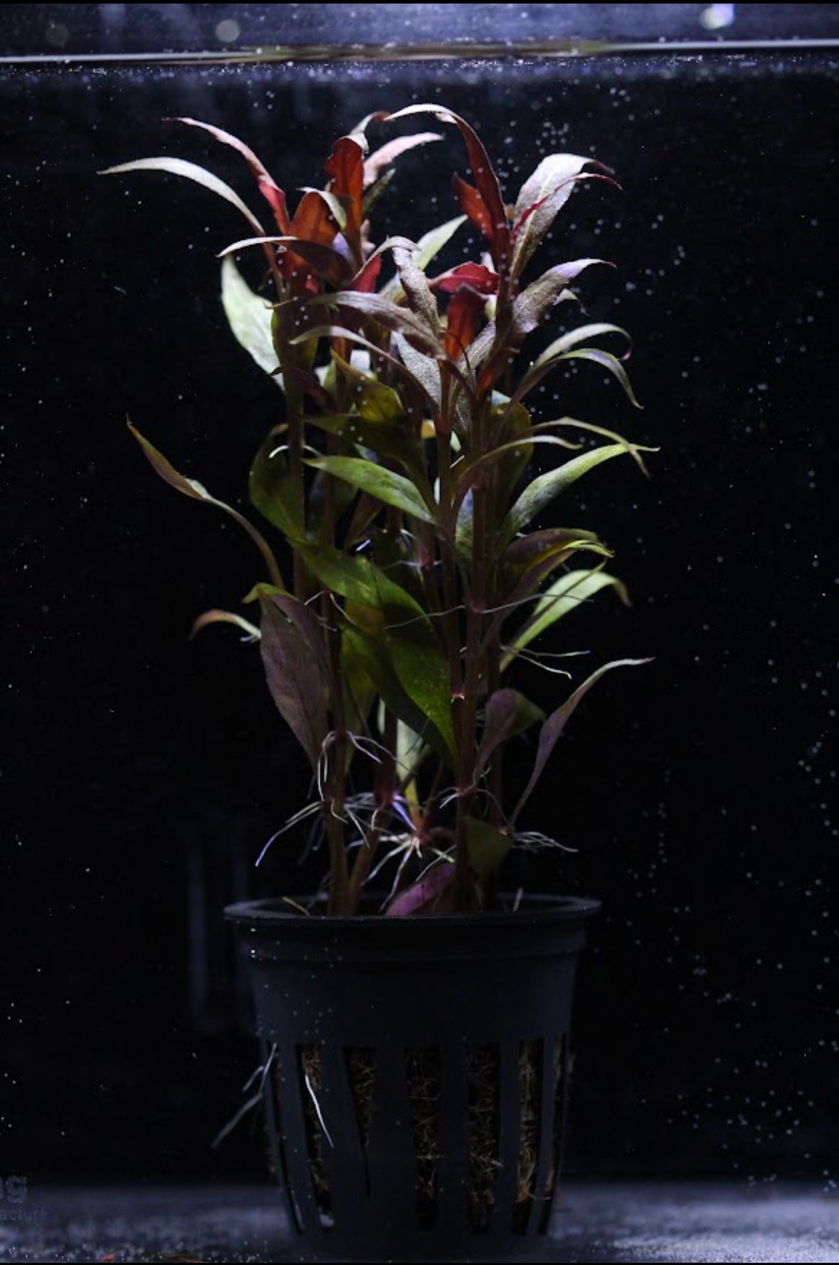 Aquatic plants