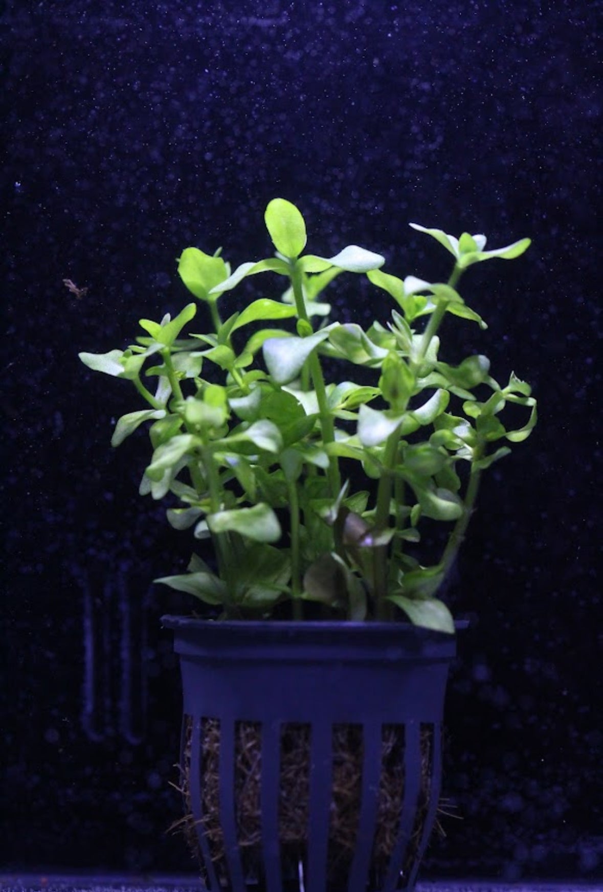 Aquatic plants