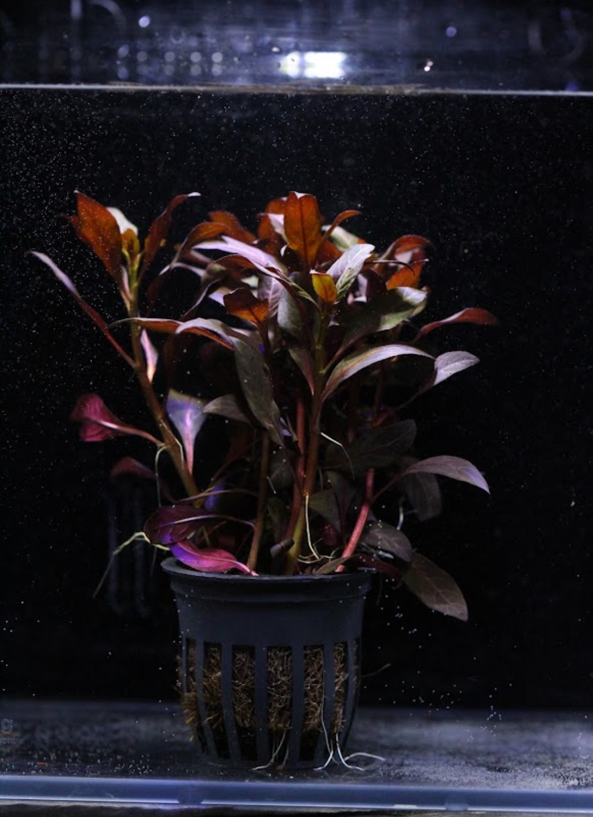 Aquatic plants