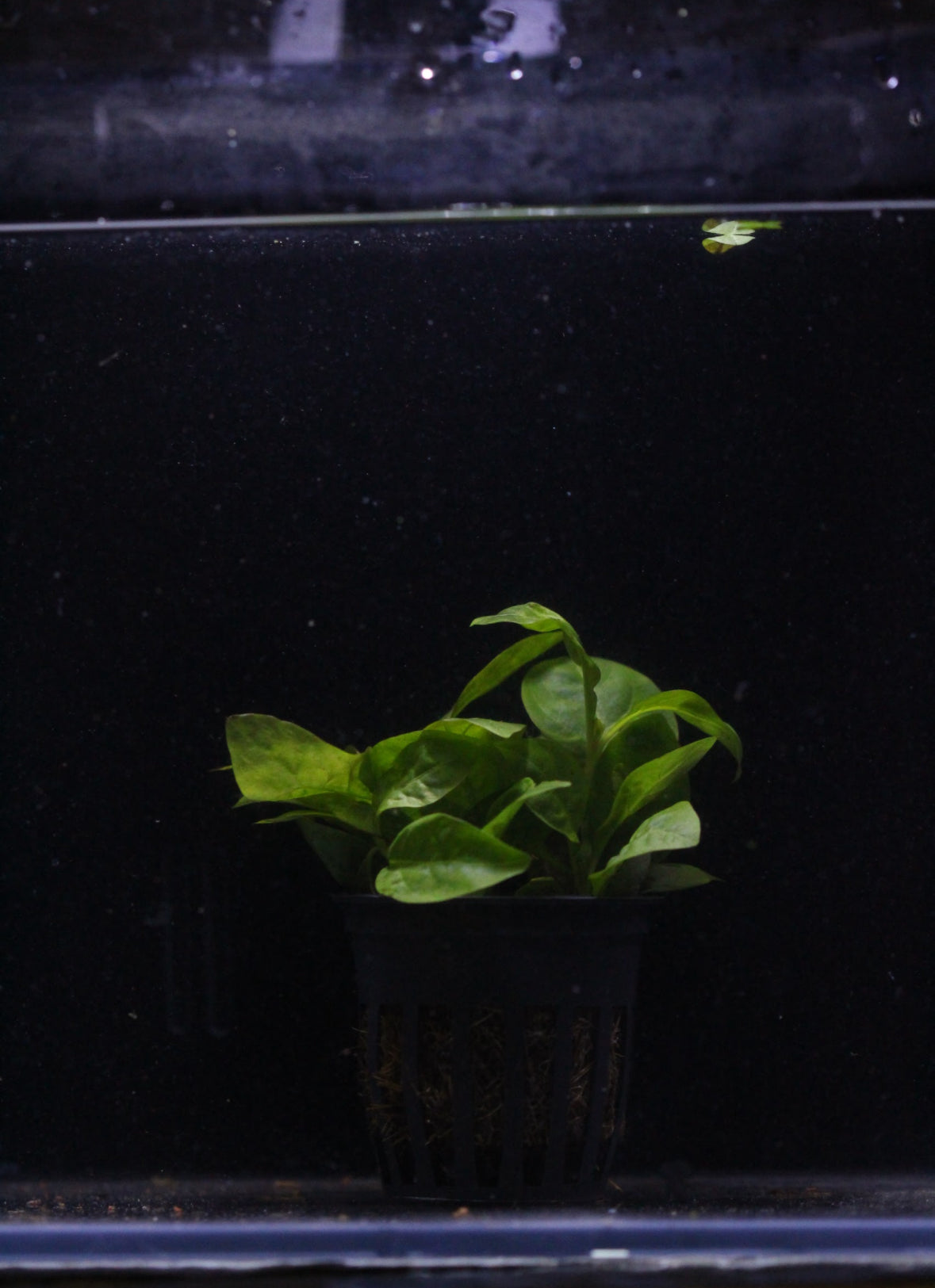 Aquatic plants