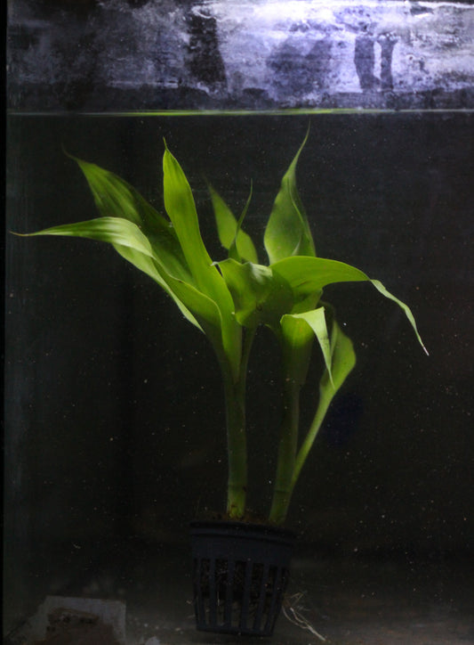Aquatic plants