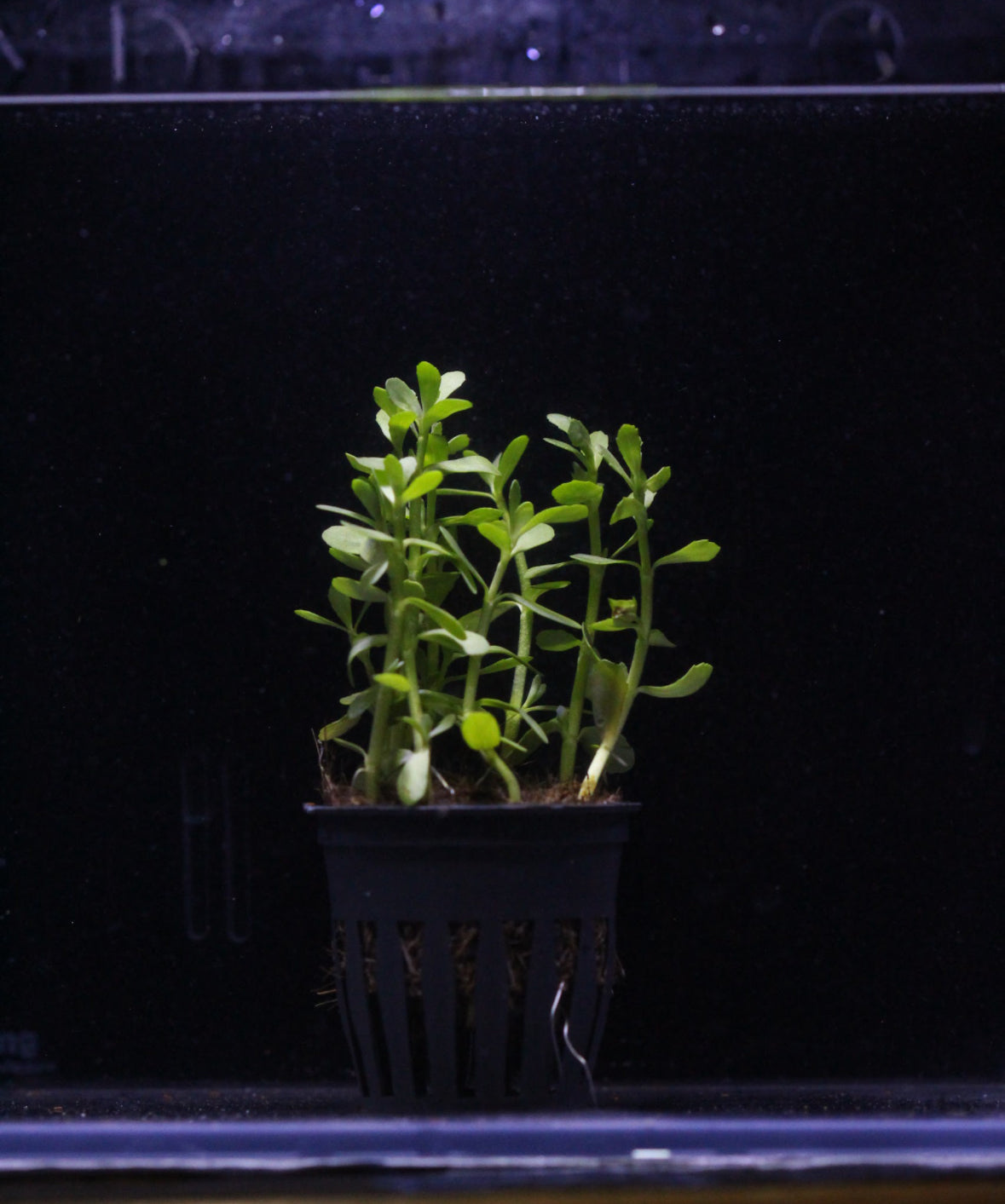 Aquatic plants