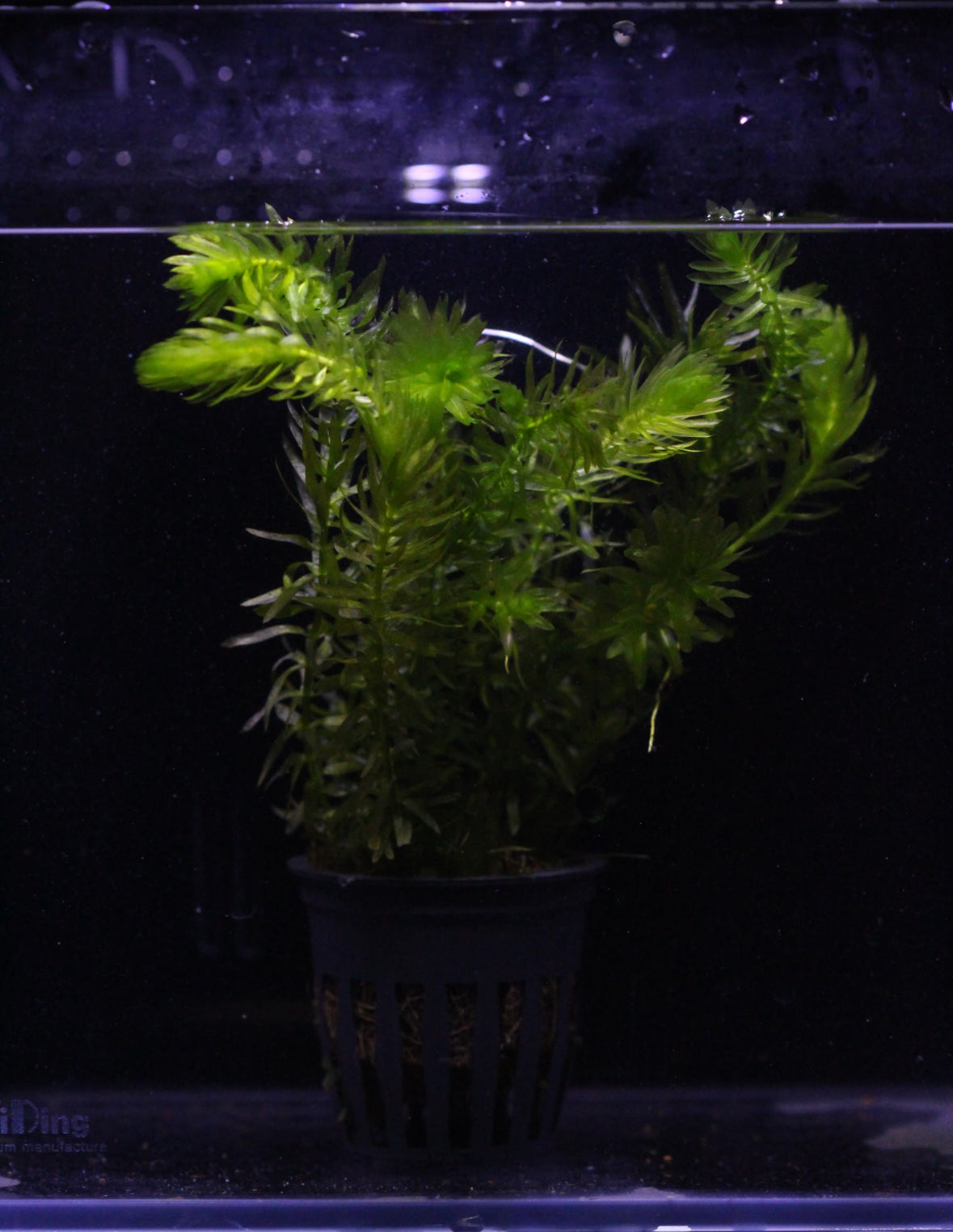 Aquatic plants