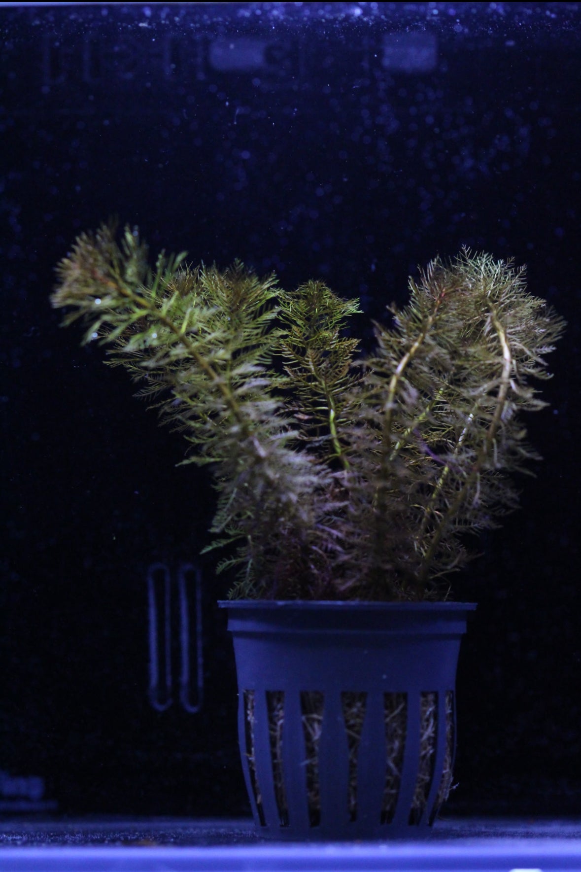 Aquatic plants
