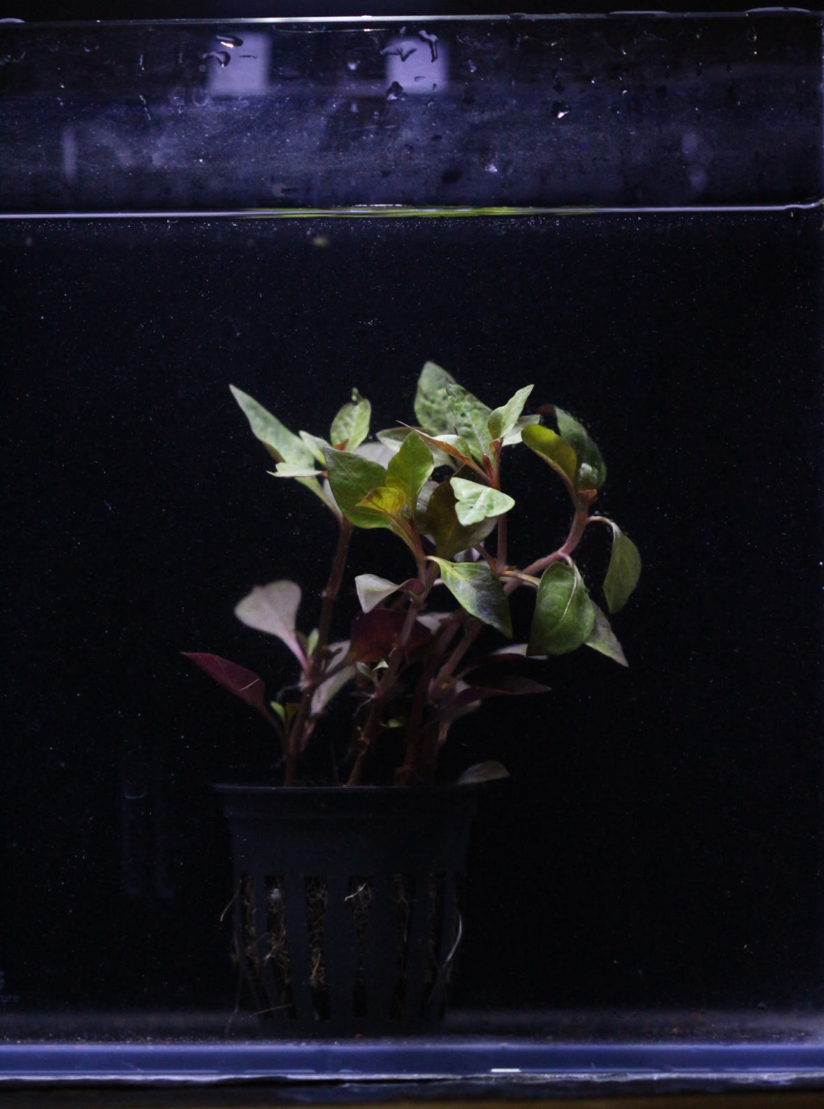 Aquatic plants