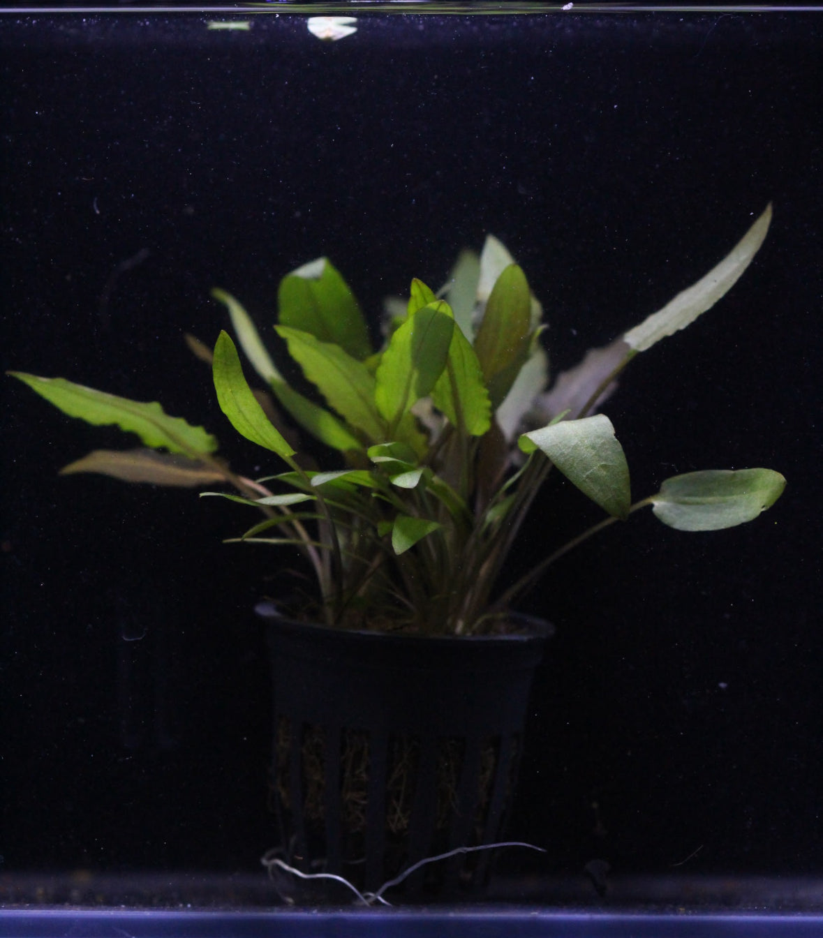 Aquatic plants