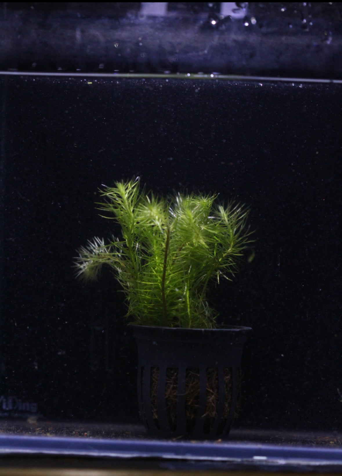 Aquatic plants