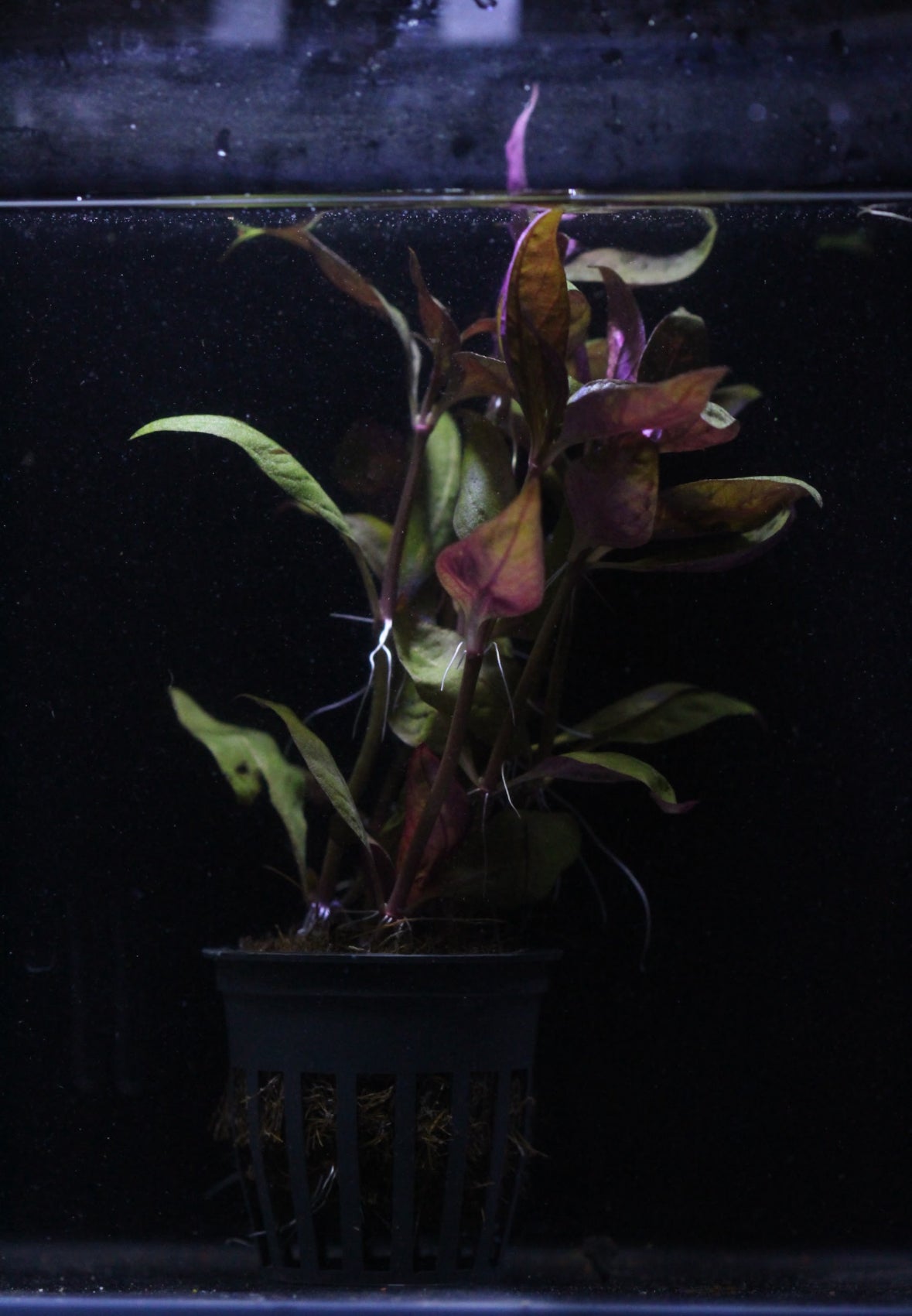 Aquatic plants