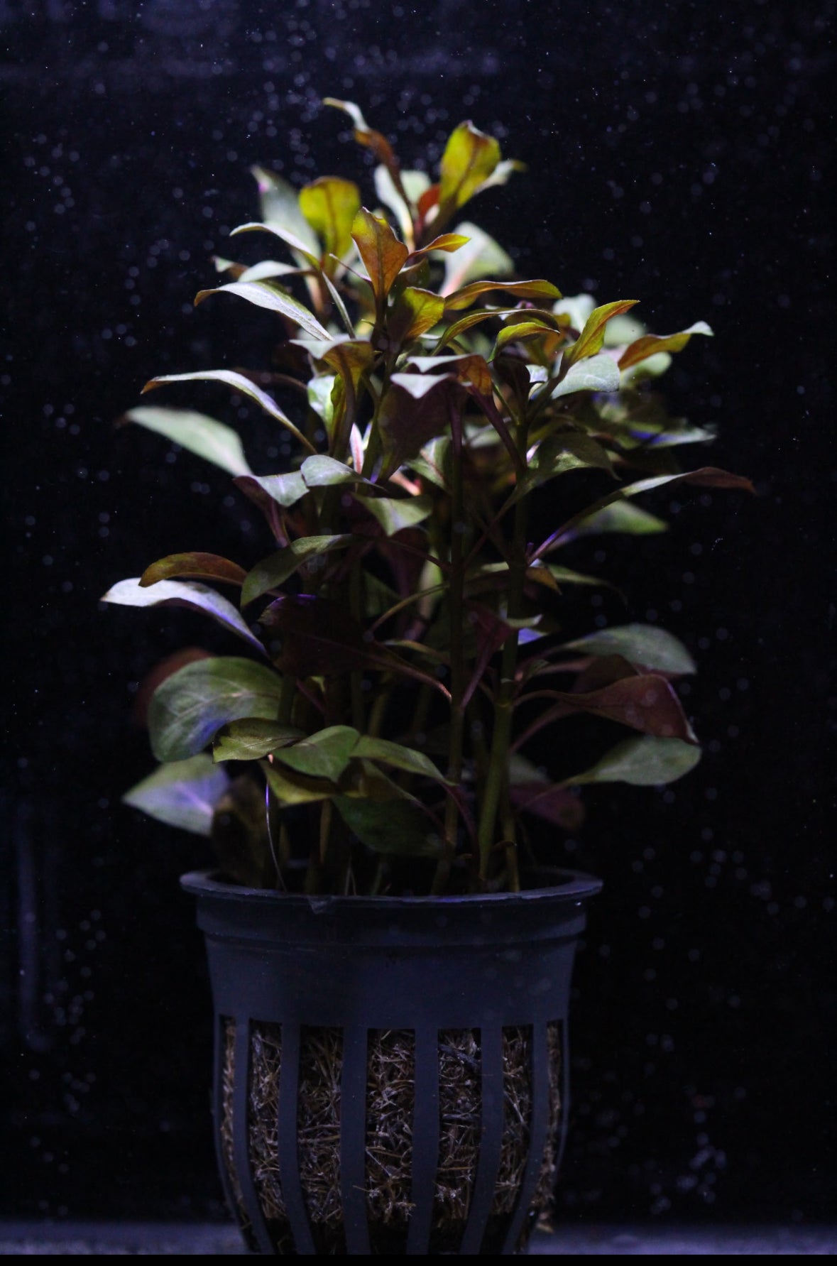 Aquatic plants