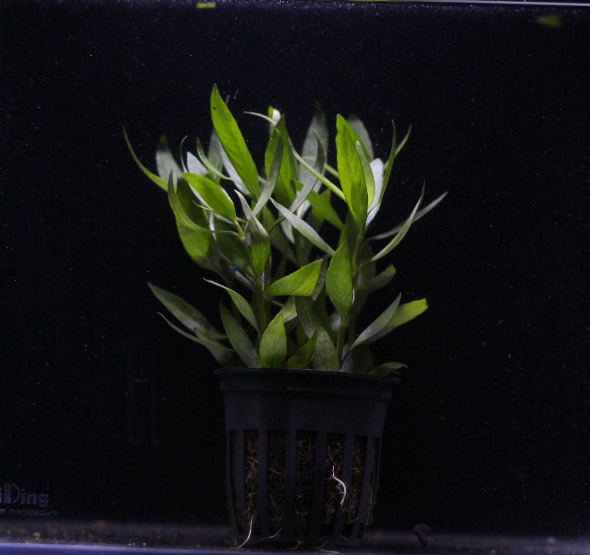 Aquatic plants