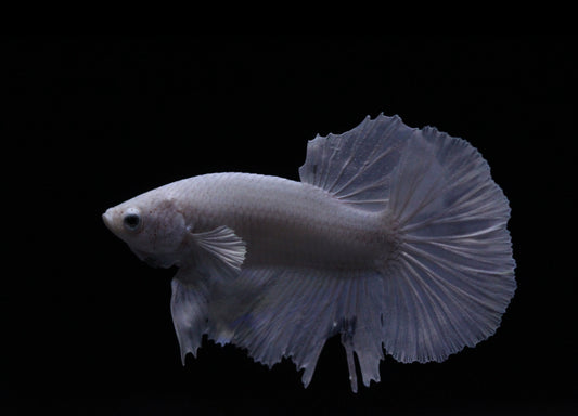 Betta Fish